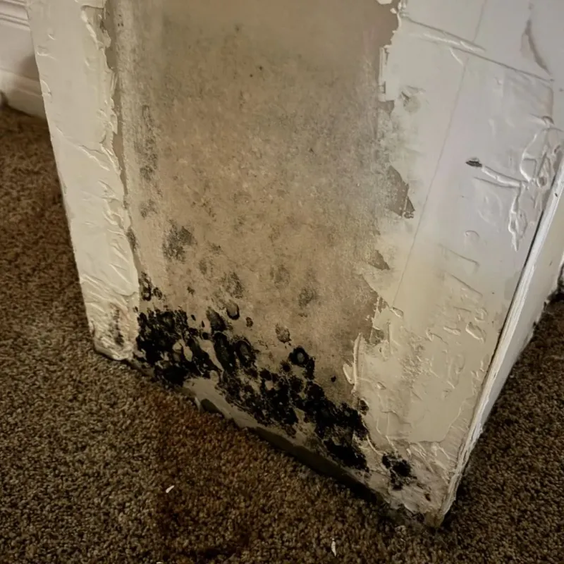 Professional Mold Removal in Seagoville, TX